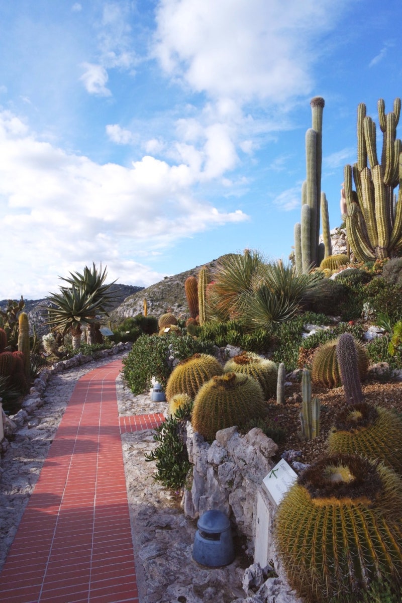 열대 식물 원형 정원의 사진 | 로열티 프리 이미지 및 고해상도 사진 다운로드 | cizucu, image size:800x1200