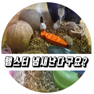  햄스터 입양, 햄스터 키울때 필요한 용품.