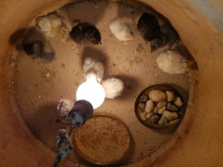  아메라우카나 병아리 부화되었습니다!!!