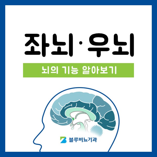 좌뇌 코