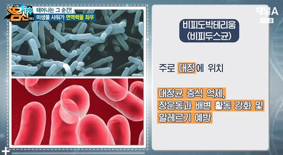 "대장에 유익한 유산균 비피더스균 "최고의 유산균 식품은 콩과 김치""