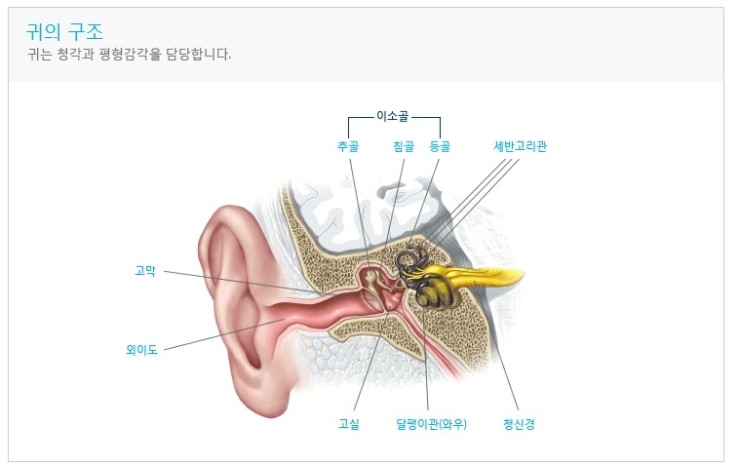  귀의구조와 난청 - 평촌 덴마크 보청기