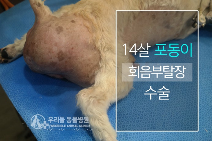 14살 5개월 장수견 회음부탈장 의료용 메쉬로 교정 수술 받았어요 [노령견수술전문 돌봄동물병원]