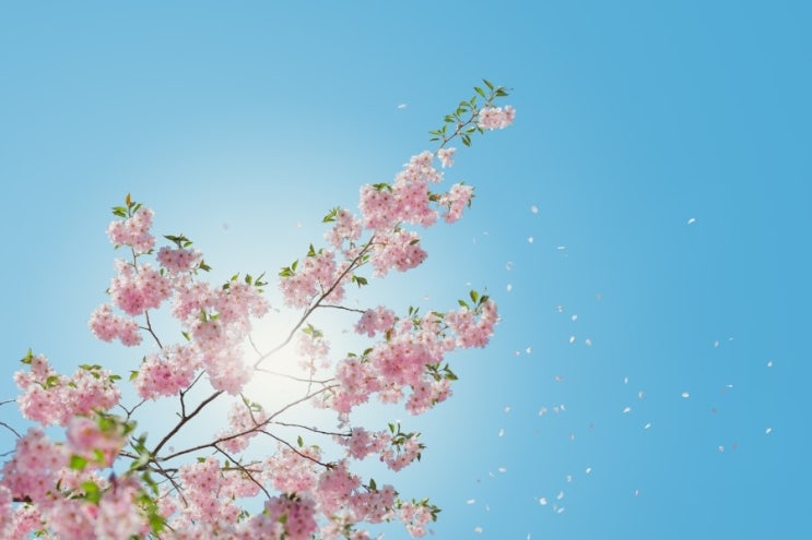 25 저작권 없는 이미지 무료 이미지 내 스타일 이미지 꽃 감성 사진 컴퓨터 바탕화면 네이버 블로그 25 저작권 없는 이미지 무료 이미지 내 스타일 이미지 꽃 감성 사진 컴퓨터 바탕화면 네이버 블로그