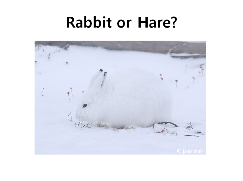 영어 반점 토끼