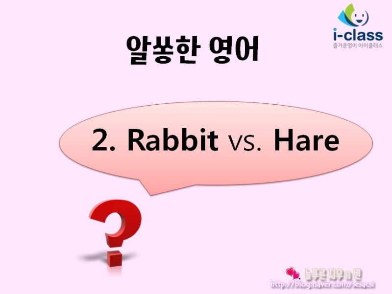 영어 반점 토끼