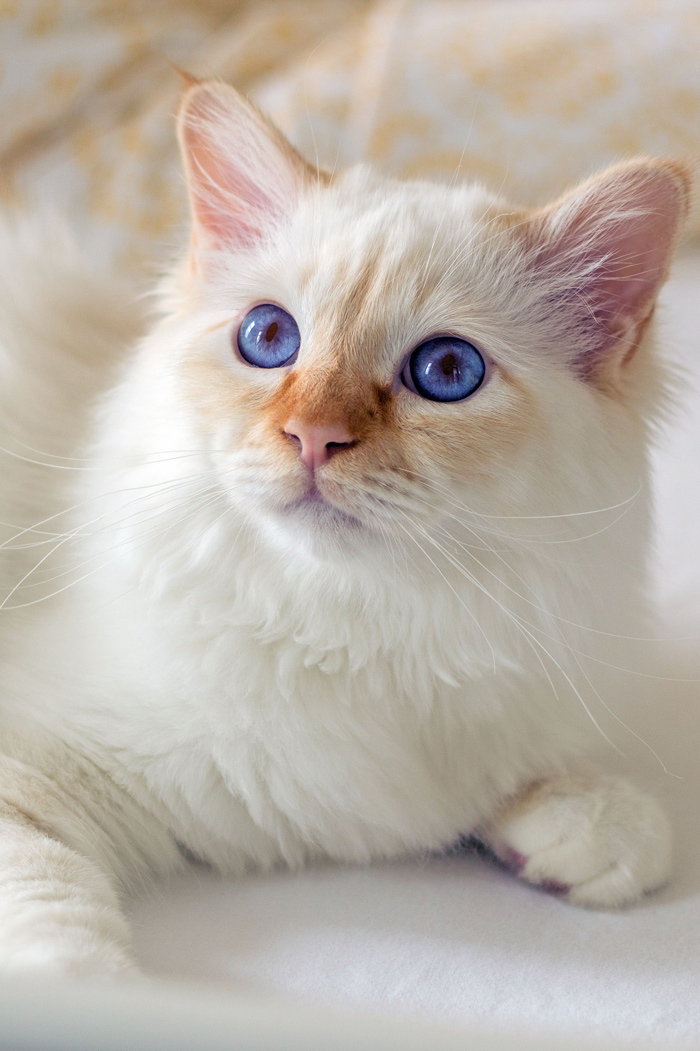 고양이] 샴 (샤미즈) 포인트 종류 : 네이버 블로그