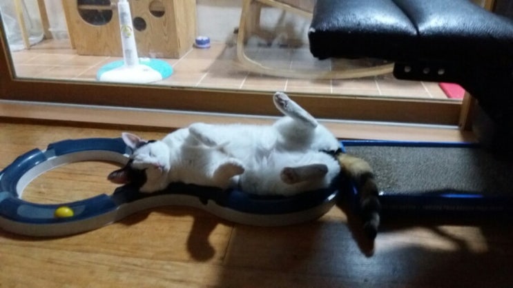 햄이가 심장마바로 무지개 다리를 건넜어요