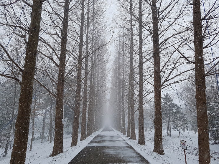  전남 나주 산포면 산림자원연구소, 메타세쿼이어길