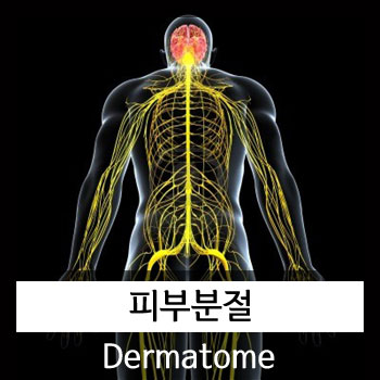 Dermatome (피부분절) & 카이로프랙틱
