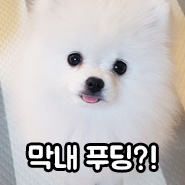  우리집 막내 포메라니안 푸딩^^