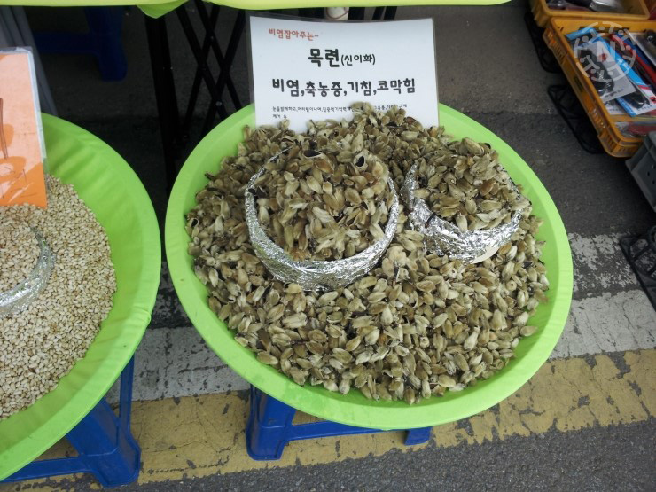 58번재/목련효능/부작용/비염과 축농증 치료제로 쓰이는 약초/제주도 야생화/꽃말