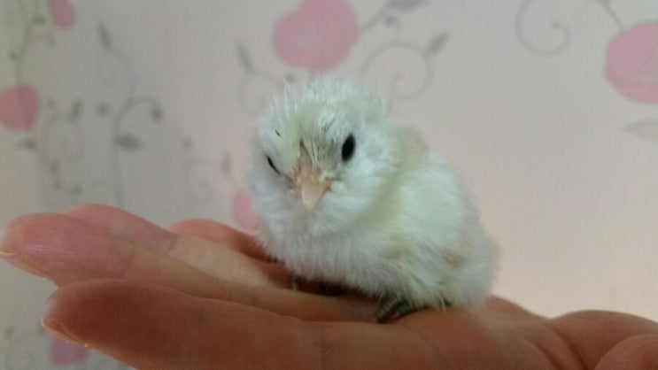  아메라우카나 병아리 또 나왔네요 ~