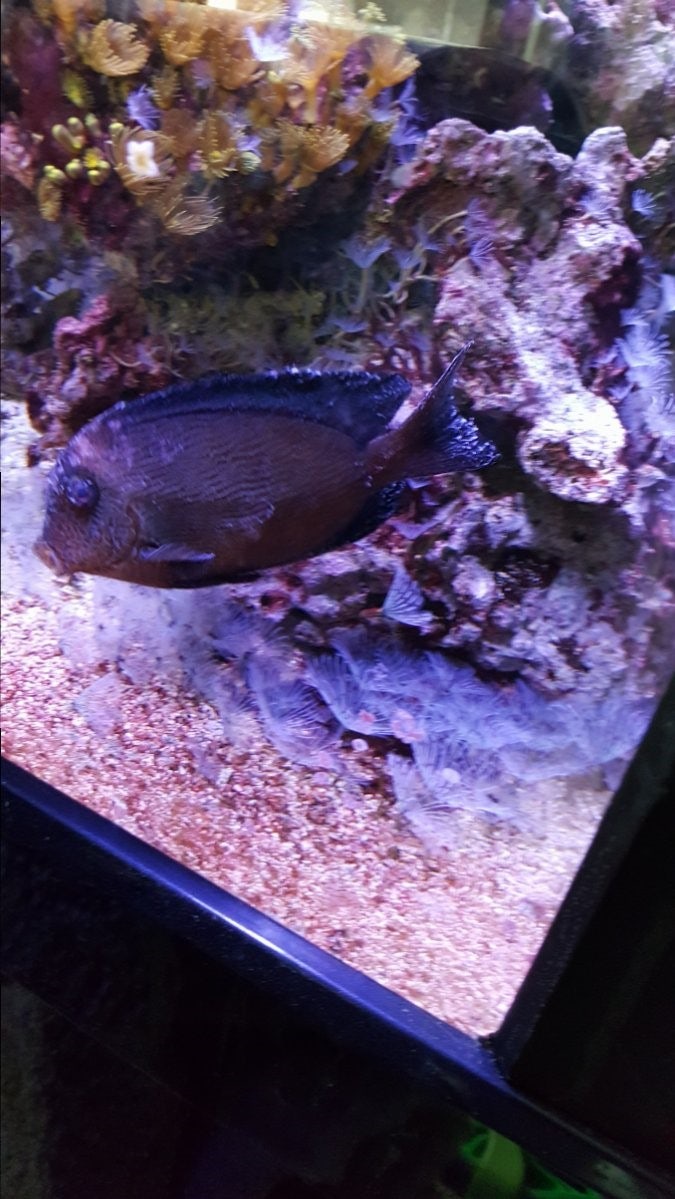 사진으로 알아보는 해수어의 질병 가이드(2) : 네이버 블로그, image size:675x1199