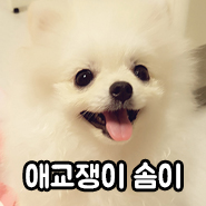  포메라니안 애교쟁이 솜이