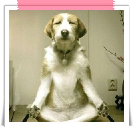웃긴 강아지 사진]재미있고, 웃긴 강아지 사진 모음!! : 네이버 블로그