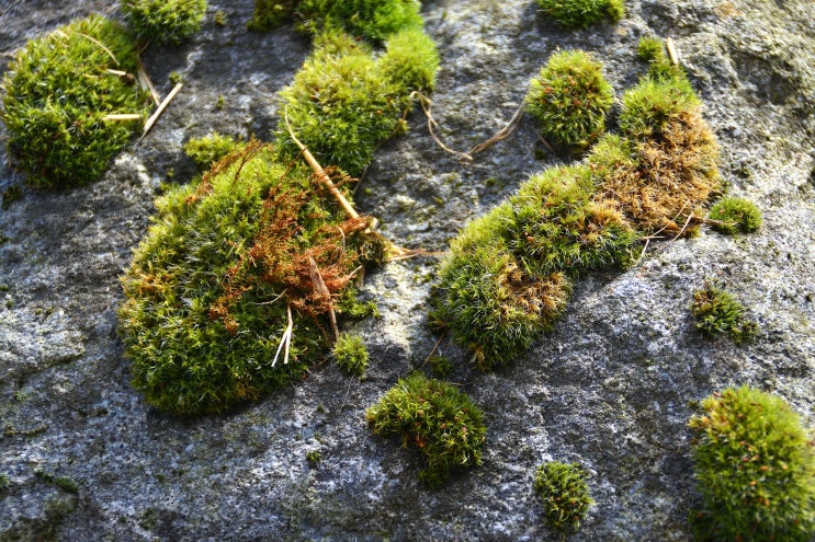  12 새로 발견한 다기능 자연염색 재료 "MOSS"