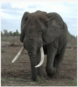 아프리카 소리 : 코끼리