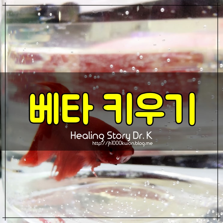  베타 키우기 : 새로운 식구와 열대어 영양제