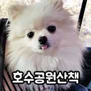  솜이랑 푸딩이 호수공원 산책