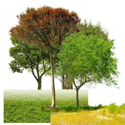 각각의 나무 소스 5가지 나무들 맵핑소스 조합