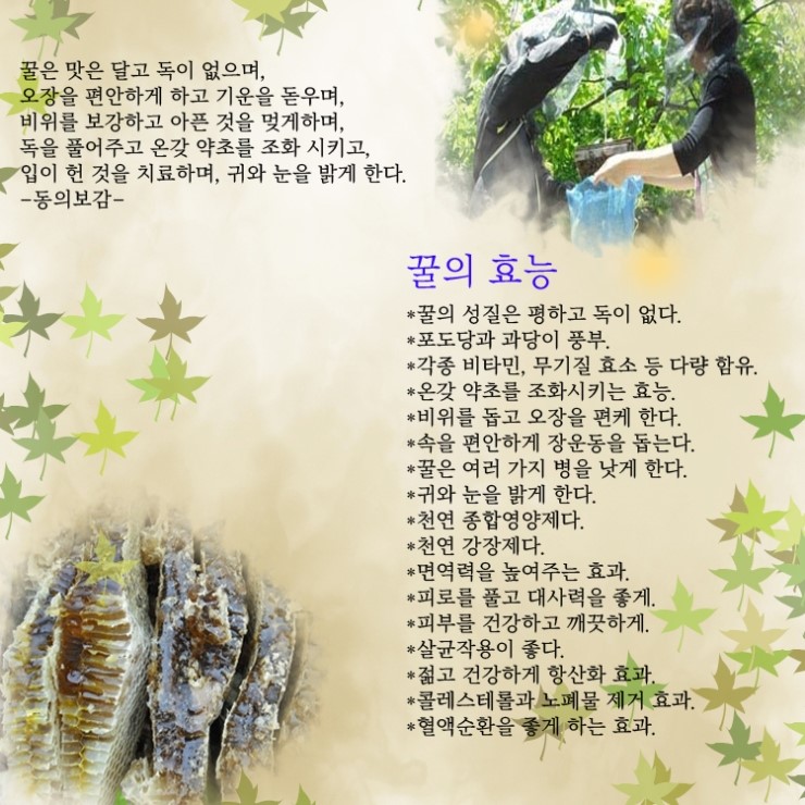  꿀의 영양과 효능