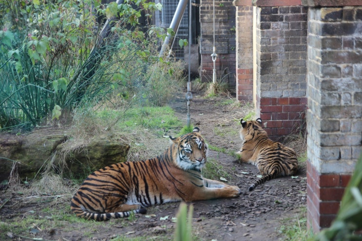  영국 워홀 369. 런던에서 생일 보내기 1(런던 동물원/London Zoo)