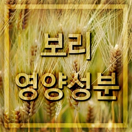  보리 영양성분과 효능