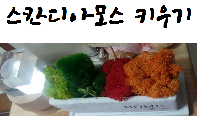 스칸디아모스 키우기! 귀차니스트를 위한 키우기 쉬운 식물, 이끼 관리법