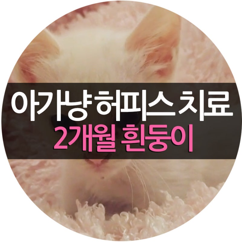 아기 고양이 허피스 3일 통원치료 끝!