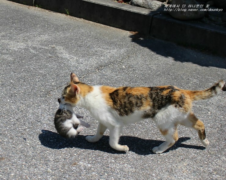  고양이 로사와 다이아, 그리고 새끼들 이야기(2016.5.13~5.31까지) 