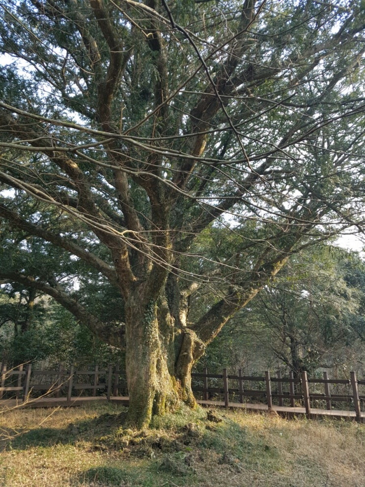 [제주시 비자림]천년의 숲, 비자림