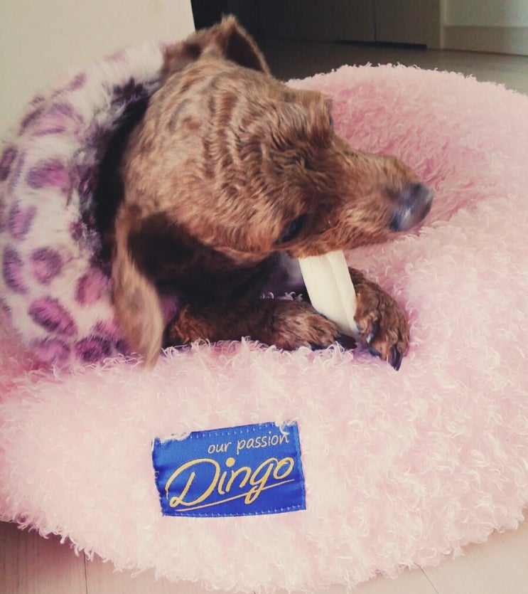  강아지 치석 제거에 좋은 껌 '-'