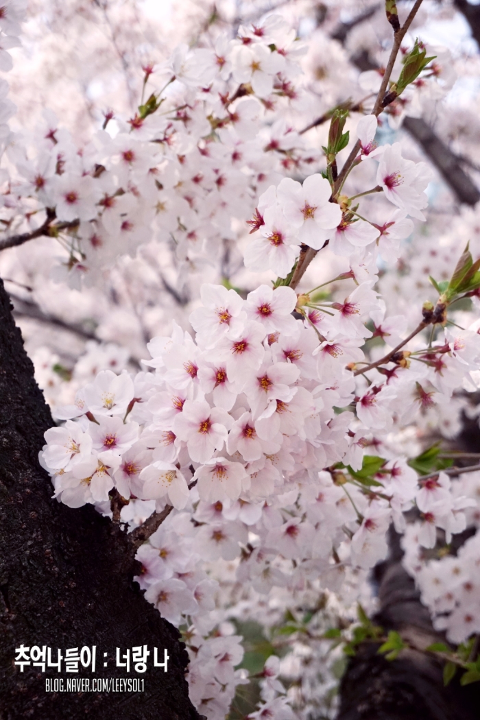 렛츠런파크 벚꽃나들이 - 2016.04.10