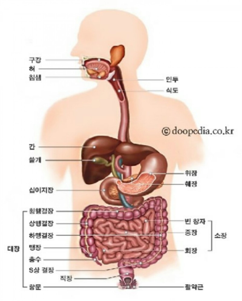 이자(Pancreas), (췌장)을 말하며, (인슐린 생산기지) : 네이버 블로그