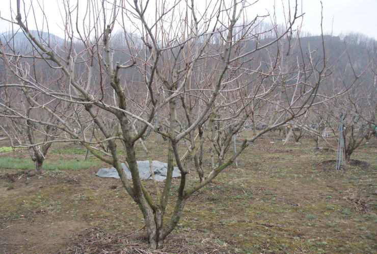 감나무 전정방법(수형관리) : 네이버 블로그