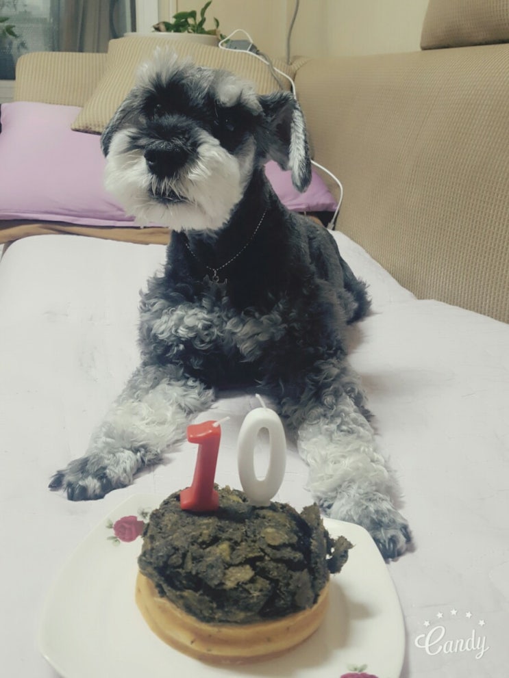  강아지 케잌!