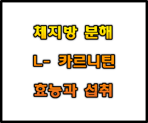  [카르니틴 효과] 체지방 분해와 카르니틴 효능