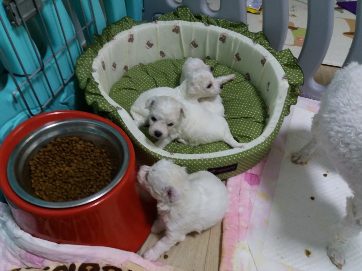  비숑 강아지 억수로 이쁘네요.