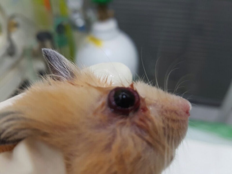 특수동물 햄스터 눈병 안구돌출 안구탈출 안구적출 눈수술 동물병원