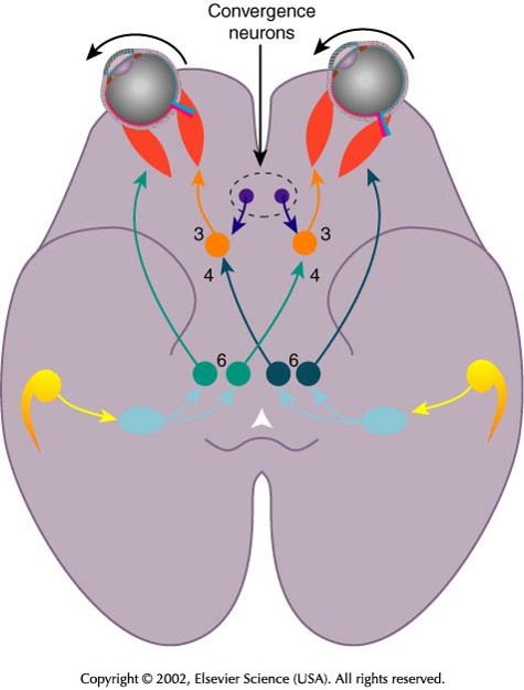  [오연식 간헐성 외사시 박사, 약시] 간헐성 외사시의 “진단과 치료”를 위한 안구운동 (eyemovement) 필수 상식, 시기능훈련, 비전테라피, 2017. 01.17.