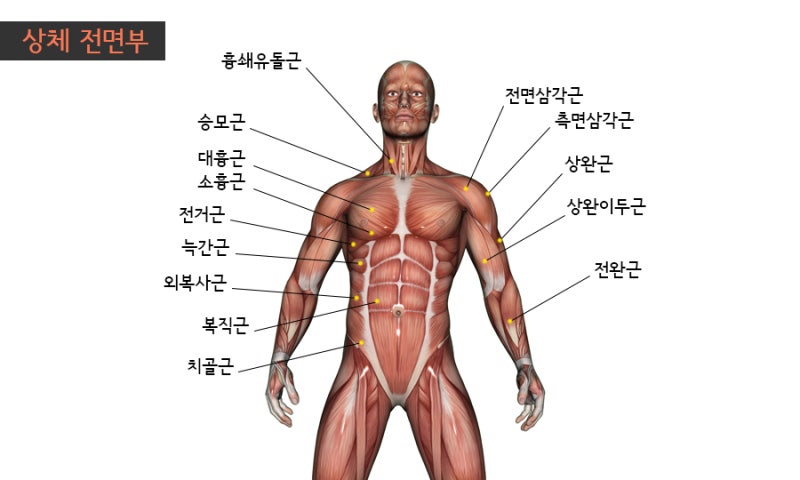 인체 근육명칭 알아보기 #상체편 : 네이버 블로그