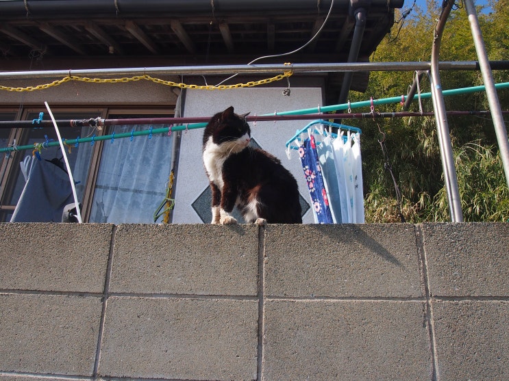 [또 다시 일본에 가자!] #3 고양이의 섬 아이노시마