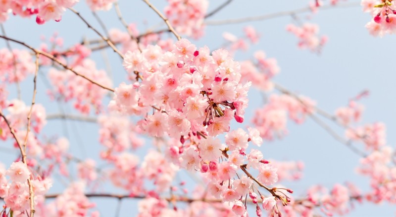 봄 배경화면 봄꽃사진 컴퓨터 고화질 : 네이버 블로그