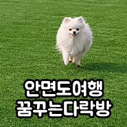  솜푸딩과 함께 안면도 맛집/바다와 애견펜션 꿈꾸는 다락방 여행