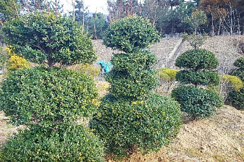 장수식물원 이미지