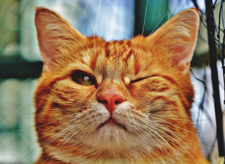  고양이 사진보고 아빠미소 짓고 있어요~