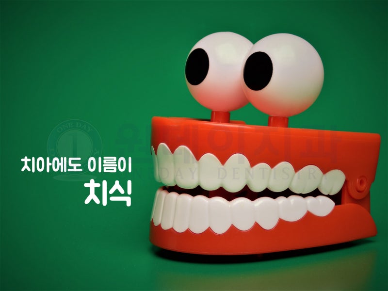 치과용어 - 치아에도 이름이 있다? 치식/치아번호/치아이름