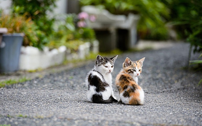 맥북 배경화면, 귀여운 고양이 사진 모음 : 네이버 블로그