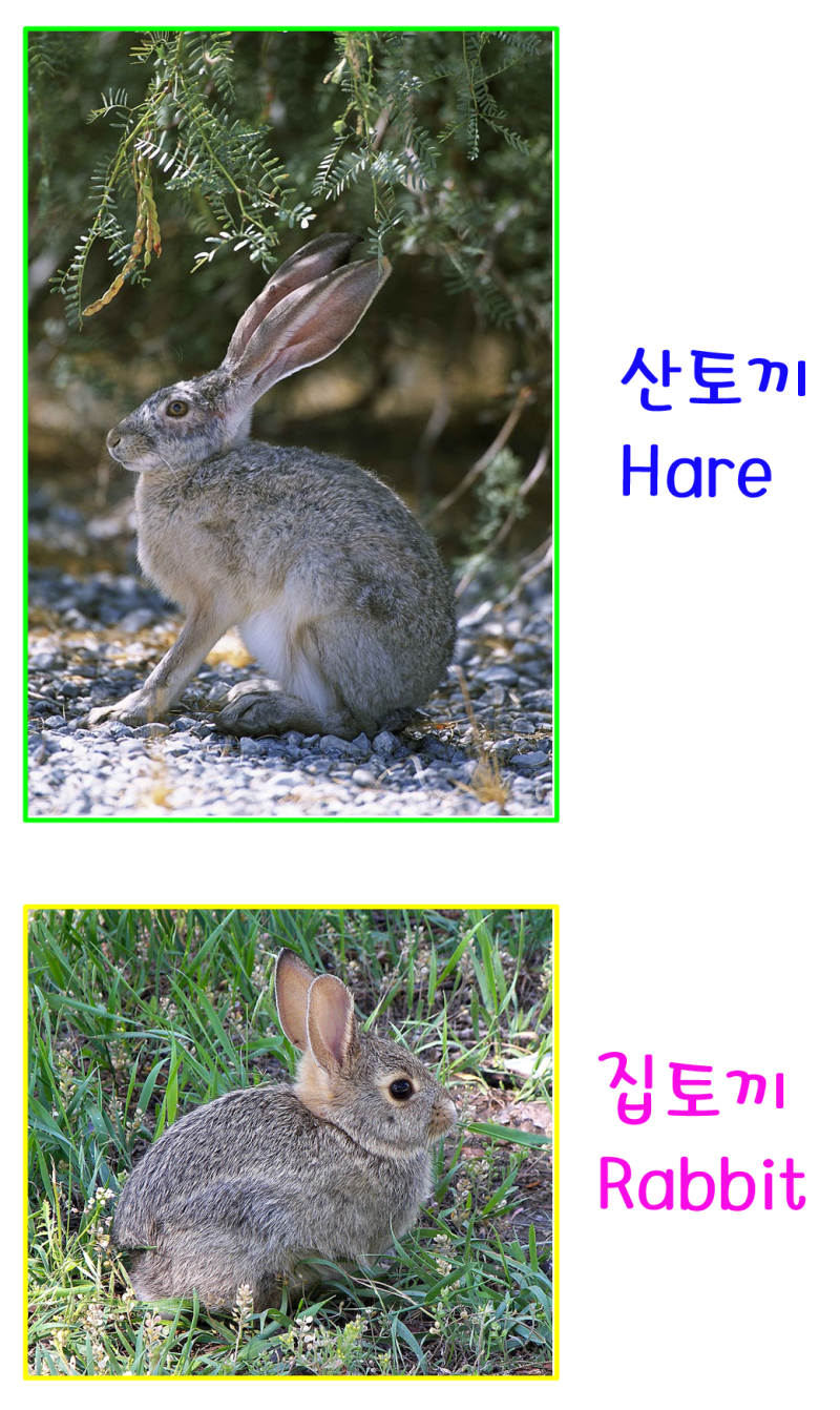 부활절에 왜 토끼가 계란을 나누어 줄까요 : 네이버 블로그, image size:800x1342